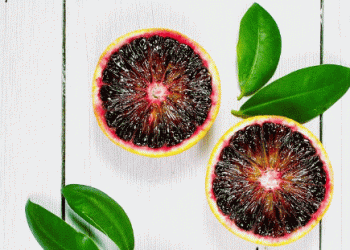 Mastering Citrus Quality: Insights from the DFHV Freshness Seminar