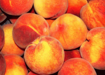 France Expects 4% Increase in Peach Production Amid Market Pressures