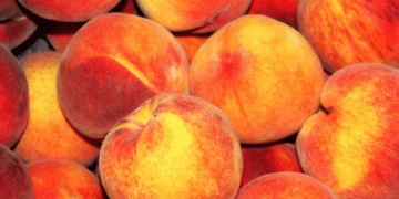 France Expects 4% Increase in Peach Production Amid Market Pressures