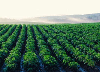 Amid National Decline, Castile and León Boosts Potato Production by 2.1% in 2024