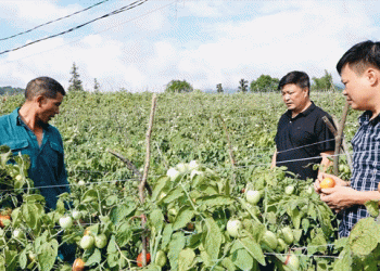 Transforming Cornfields: Ha Giang’s Successful Shift to High-Value Crops