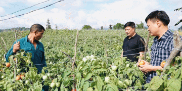 Transforming Cornfields: Ha Giang’s Successful Shift to High-Value Crops