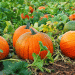 Steiermark’s Pumpkin Harvest: Promising Quality Despite Challenging Conditions