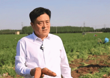 From Rice to Carrots: A Profitable Shift in Japanese Agriculture