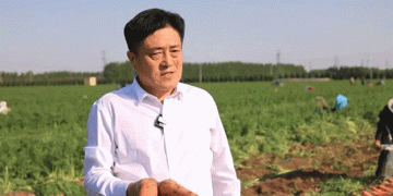 From Rice to Carrots: A Profitable Shift in Japanese Agriculture