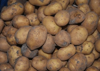 Niğde’s Agricultural Boom: Exporting 300 Tons of Potatoes Daily and More