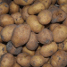 Niğde’s Agricultural Boom: Exporting 300 Tons of Potatoes Daily and More