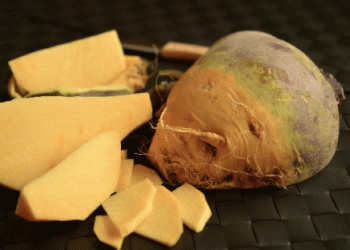 Swiss Bodenkohlrabi: From Wartime Lifesaver to Niche Crop