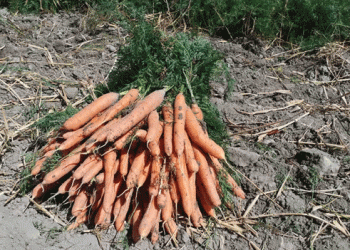 First Harvest of Hybrid Carrot from 5-Hectare Farm in Urmia: A Step Towards Water-Efficient Agriculture