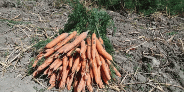 First Harvest of Hybrid Carrot from 5-Hectare Farm in Urmia: A Step Towards Water-Efficient Agriculture