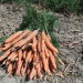 First Harvest of Hybrid Carrot from 5-Hectare Farm in Urmia: A Step Towards Water-Efficient Agriculture