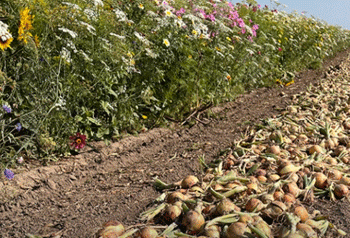 Post-Harvest Onion Care: The Essential Steps for Quality and Yield Preservation