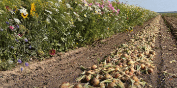 Post-Harvest Onion Care: The Essential Steps for Quality and Yield Preservation
