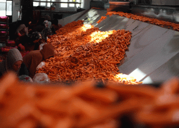 Carrot Production Boom in Konya: How Advanced Technology Has Boosted Yield by 500%