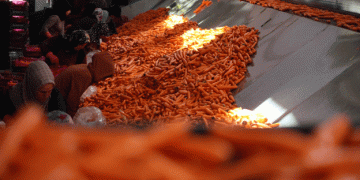 Carrot Production Boom in Konya: How Advanced Technology Has Boosted Yield by 500%