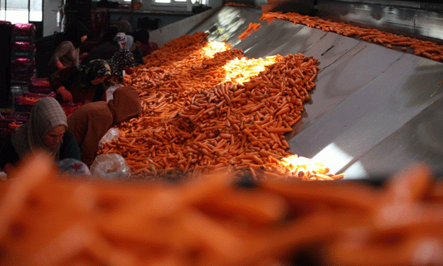 Carrot Production Boom in Konya: How Advanced Technology Has Boosted Yield by 500%