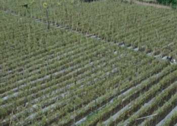 Restoring Agriculture in Sơn La: Farmers Rebuild After Typhoon No. 3’s Devastation