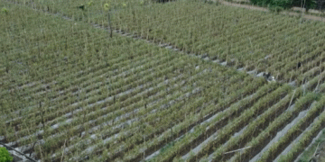 Restoring Agriculture in Sơn La: Farmers Rebuild After Typhoon No. 3’s Devastation