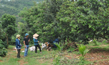 Partnerships in Agriculture: How Đắk Nông’s Production Chains Benefit Farmers and Businesses Alike