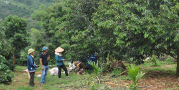Partnerships in Agriculture: How Đắk Nông’s Production Chains Benefit Farmers and Businesses Alike