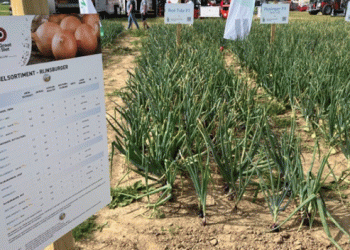 Germany Emerges as a Key Player in European Onion Production