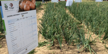 Germany Emerges as a Key Player in European Onion Production