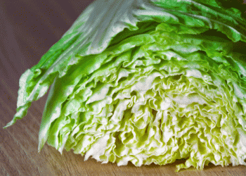 Swiss-Grown Chinese Cabbage: A Local Success Story in Sustainable Vegetable Production