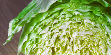 Swiss-Grown Chinese Cabbage: A Local Success Story in Sustainable Vegetable Production