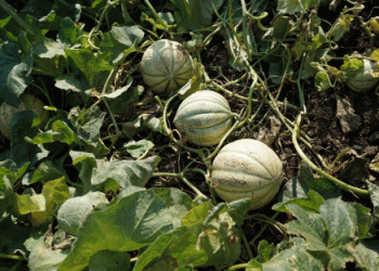 Global Melon Purchases Drop by 237 Million Kilos in 2023, While Spain Increases Imports by Nearly 29%