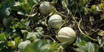Global Melon Purchases Drop by 237 Million Kilos in 2023, While Spain Increases Imports by Nearly 29%