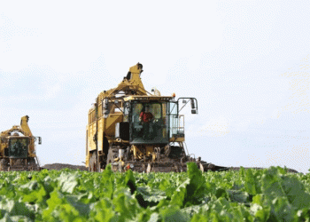 Mastering the Sweet Harvest: Beet Farmers in Zainsk Lead the Way