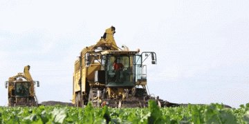Mastering the Sweet Harvest: Beet Farmers in Zainsk Lead the Way