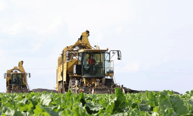 Mastering the Sweet Harvest: Beet Farmers in Zainsk Lead the Way