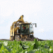 Mastering the Sweet Harvest: Beet Farmers in Zainsk Lead the Way