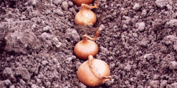 Innovative Machines Needed to Enhance Seed Onion Cultivation