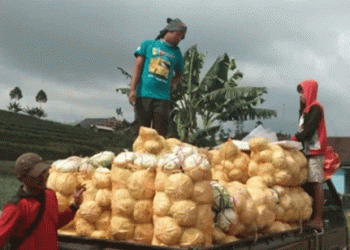 Top 5 Cabbage-Producing Regions in Central Java: Brebes and Beyond