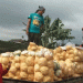 Top 5 Cabbage-Producing Regions in Central Java: Brebes and Beyond