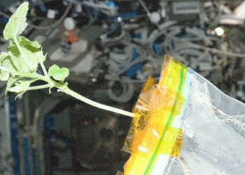 Space Farming Breakthrough: Siberian Scientists Unveil Early Results from Cosmic Seed Experiment