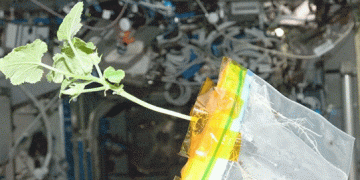 Space Farming Breakthrough: Siberian Scientists Unveil Early Results from Cosmic Seed Experiment