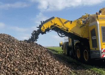 Bashkortostan’s Bountiful Beet Harvest: A Season of Record Yields