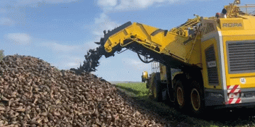 Bashkortostan’s Bountiful Beet Harvest: A Season of Record Yields