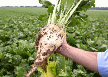 Drought Devastates Moldova’s Sugar Beet Crop: A Crisis in the Making