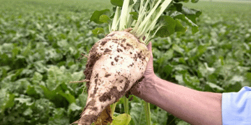 Drought Devastates Moldova’s Sugar Beet Crop: A Crisis in the Making