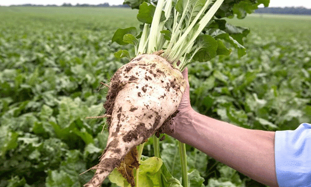 Drought Devastates Moldova’s Sugar Beet Crop: A Crisis in the Making