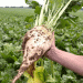 Drought Devastates Moldova’s Sugar Beet Crop: A Crisis in the Making