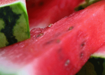 Germany’s Summer Watermelon Consumption Reaches Historic High: What It Means for the Market