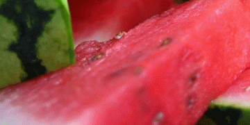Germany’s Summer Watermelon Consumption Reaches Historic High: What It Means for the Market