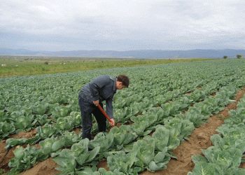 Health Risks Highlighted: Excessive Pesticides and Nitrates Found in Vegetables from Buryatia