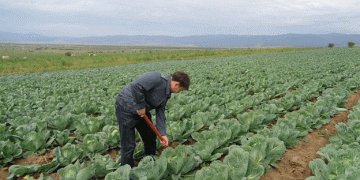 Health Risks Highlighted: Excessive Pesticides and Nitrates Found in Vegetables from Buryatia