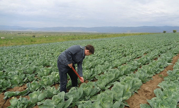 Health Risks Highlighted: Excessive Pesticides and Nitrates Found in Vegetables from Buryatia